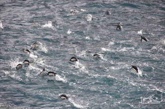 Pinguins entram nadando na baía de Deception Island, na Antártida